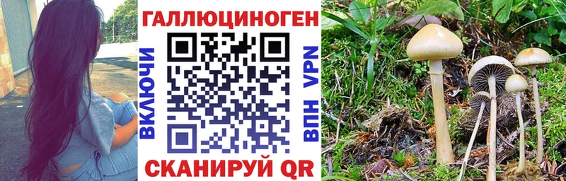 blacksprut сайт  Гай  Псилоцибиновые грибы Magic Shrooms 